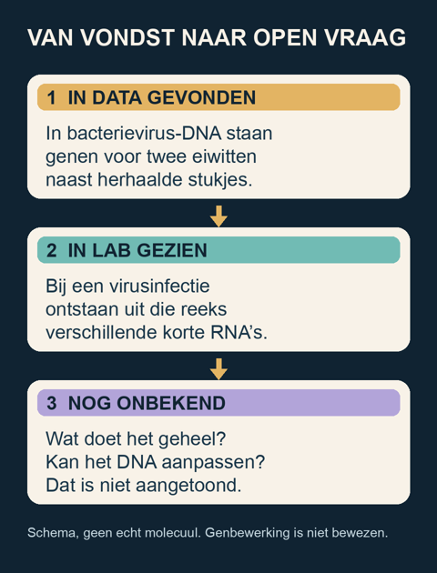 Schema in drie stappen: AI vond genen voor twee eiwitten naast herhaald DNA in bacterievirussen; in het lab verschenen korte RNA’s; werking en genbewerking zijn nog onbewezen.